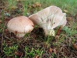 Hygrophorus purpurascens image