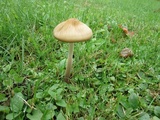 Xerula megalospora image