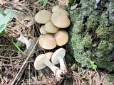 Hypsizygus marmoreus image