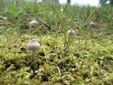 Inocybe lilacina image