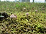 Inocybe lilacina image