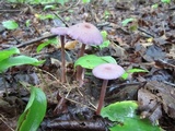 Laccaria amethystina image