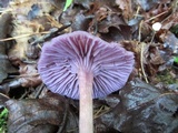Laccaria amethystina image