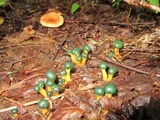 Leotia viscosa image