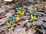 Leotia viscosa image