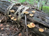 Leucopholiota decorosa image