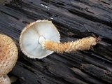 Leucopholiota decorosa image