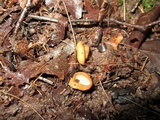 Peziza petersii image