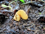Peziza petersii image