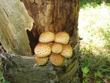 Pholiota squarrosa image