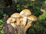 Pholiota squarrosa image