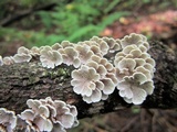 Plicaturopsis crispa image