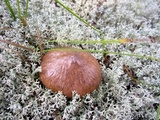 Suillus salmonicolor image