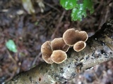 Tectella patellaris image