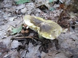 Tricholoma sejunctum image