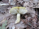 Tricholoma sejunctum image