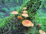 Xeromphalina kauffmanii image