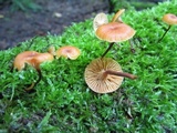 Xeromphalina kauffmanii image
