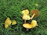 Suillus americanus image