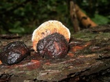 Fomitopsis rosea image