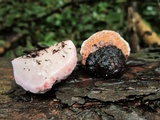 Fomitopsis rosea image