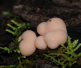Lycogala epidendrum image