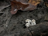 Tetrapyrgos nigripes image