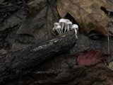 Tetrapyrgos nigripes image