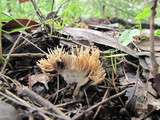 Aphelaria tuberosa image