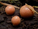 Lycogala epidendrum image