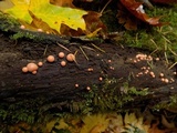 Lycogala epidendrum image