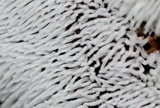 Ceratiomyxa fruticulosa var. fruticulosa image