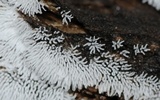 Ceratiomyxa fruticulosa var. fruticulosa image