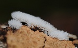 Ceratiomyxa fruticulosa var. fruticulosa image