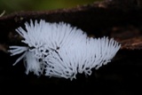 Ceratiomyxa fruticulosa var. fruticulosa image