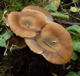 Armillaria solidipes image