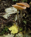 Armillaria solidipes image