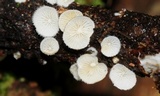 Chaetocalathus cheelii image
