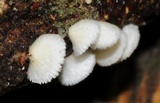 Chaetocalathus cheelii image
