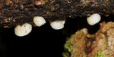 Chaetocalathus cheelii image