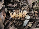 Aphelaria tuberosa image