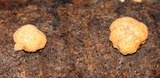 Hypocrea rufa image