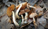 Cortinarius distans image