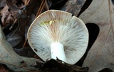 Lactarius chrysorrheus image