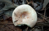 Lactarius chrysorrheus image