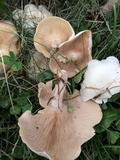 Clitopilus prunulus image