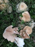 Clitopilus prunulus image