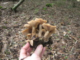 Clitocybe subconnexa image