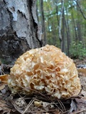 Sparassis americana image