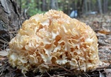 Sparassis americana image